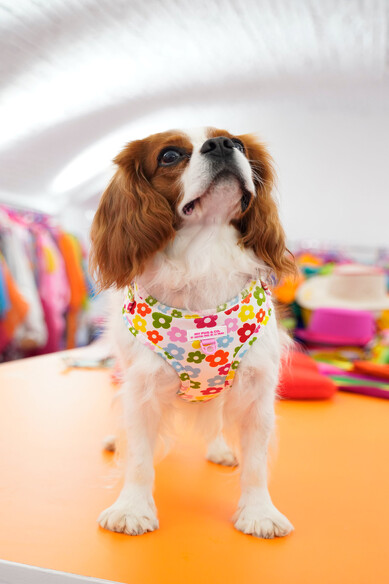 Agatha ruiz de la prada ARNES AJUSTABLE FLORES Superdescuento